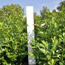 Prunus laur. ‘Rotundifolia’ 200-225 half oktober leverbaar langere levertijd